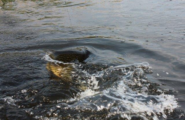 Delta Dunarii - 9.jpg